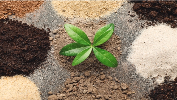 How Soil, Mulch, and Fertilizers Shape Your Landscape