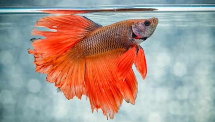 Where To Buy Betta Fish Online?