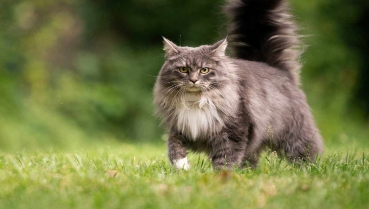 Detailed description of the Maine Coon cat breed